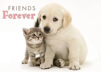 Friends Forever - 