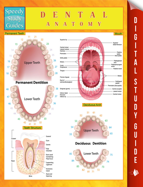 Dental Anatomy Speedy Study Guides -  Speedy Publishing