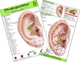 Ohrakupunktur - Indikation: Kopfschmerzen / Spannungskopfschmerz - chinesische Ohrakupunktur / Medizinische Taschen-Karte - 