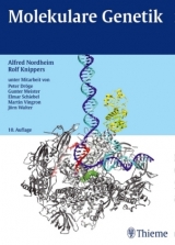 Molekulare Genetik - Alfred Nordheim, Rolf Knippers