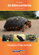 Die Köhlerschildkröte Chelonoidis carbonarius - Ralf Czybulinski