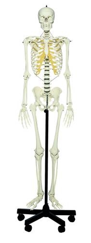 Homo-Skelett