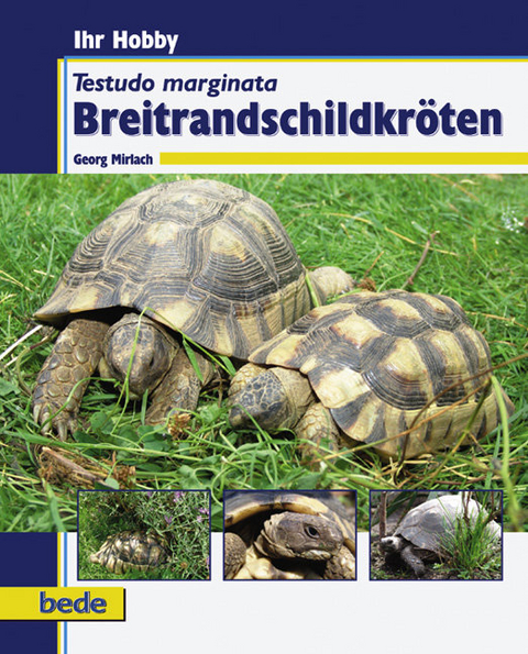 Breitrandschildkröten - Georg Mirlach
