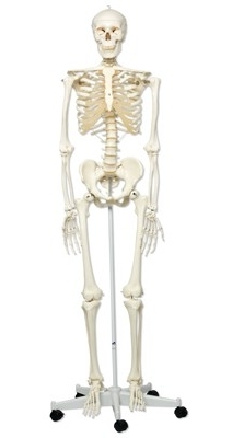 Homo Skelett Modell "Stan"