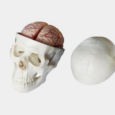 Schädel Modell mit Gehirn
