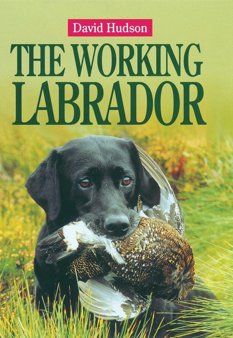 Working Labrador -  David Hudson