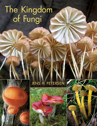 Kingdom of Fungi - Jens H. Petersen