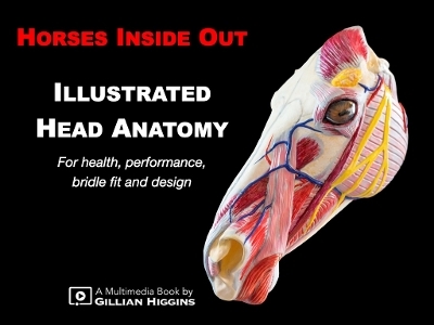 Illustrated Head Anatomy - Gillian Higgins