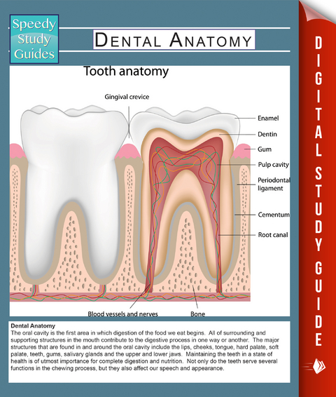Dental Anatomy (Speedy Study Guides) -  Speedy Publishing