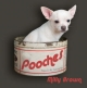 Pooches - Milly Brown