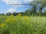 Looking For Dragonflies -  S.L. Hollister
