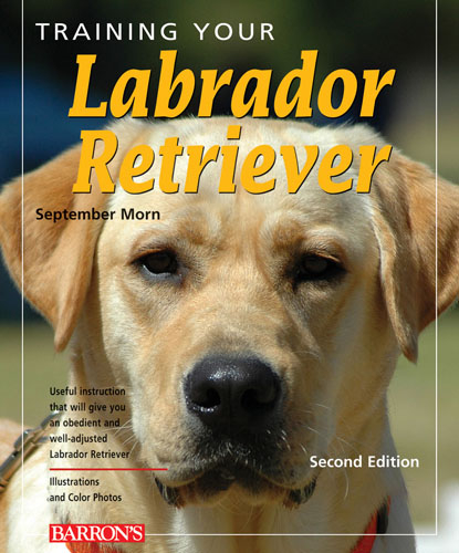 Training Your Labrador Retriever -  Morn September Morn