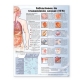 Sexually Transmitted Infections Anatomical Chart in Spanish (Infecciones De Transmision Sexual)