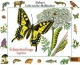 Schmetterlinge - Tagfalter: Malbuch (Siebert Lehrreiche Malbücher)