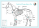 Akupunktur-Tafel Pferd: PraNeoHom® Energiebalance durch Heilen mit Zeichen: PraNeoHom® Energie-Balance Pferd