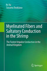 Myelinated Fibers and Saltatory Conduction in the Shrimp - Ke Xu, Susumu Terakawa
