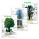 Infoposter Baumpflanzung, Baumpflege, Baumschutz - Peter Klug