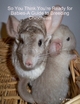 So You Think You're Ready for Babies - A Guide to Breeding Chinchillas - K J Tenny