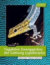 Tagaktive Zwerggeckos der Gattung Lygodactylus - Beate Röll