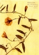 Herbarium Postkartenset: Motiv "Ackerwinde" à 10 Karten aus Rosa Luxemburgs Herbarium