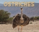 Ostriches - Rose Davin