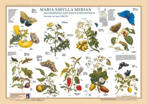 Maria Sibylla Merian: Metamorphosis Insectorum Surinamensium. Dezember bis April 1700/1701 - F W Welter-Schultes