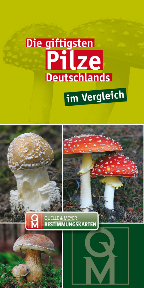 Die giftigsten Pilze Deutschlands im Vergleich - 