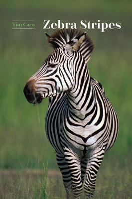 Zebra Stripes - Tim Caro