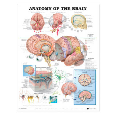 Anatomy of the Brain Anatomical Chart - 