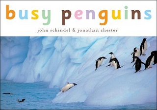 Busy Penguins - John Schindel