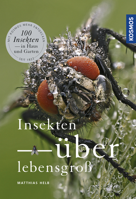 Insekten überlebensgroß - Matthias Helb
