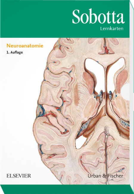 Sobotta Lernkarten Neuroanatomie - Lars Bräuer, Michael Scholz