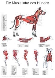 Muskulatur des Hundes