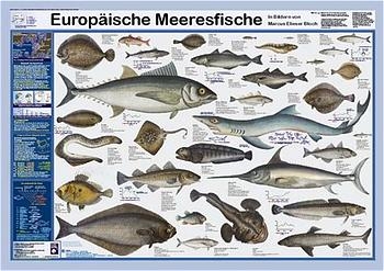 Europäische Meeresfische - F W Welter-Schultes