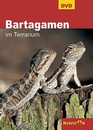 Bartagamen im Terrarium