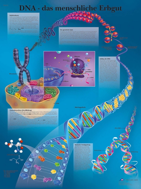 DNA - Das menschliche Erbgut