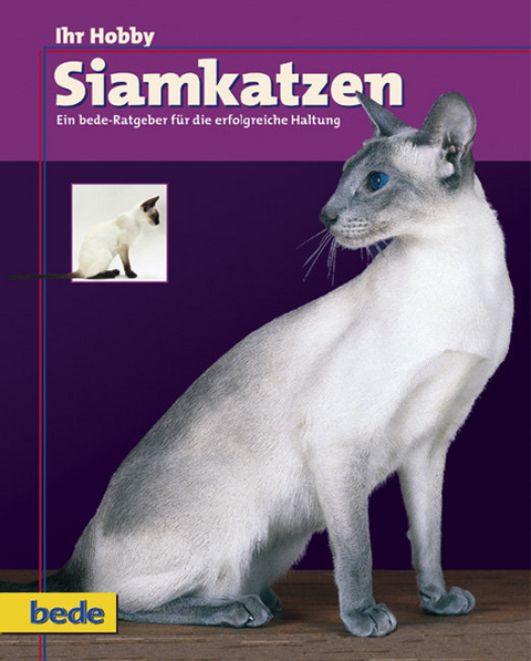 Ihr Hobby Siamkatzen - Dominik Kieselbach