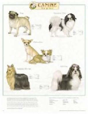 Canine Toy Group -  Anatomical Chart Company