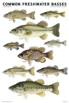 Common Freshwater Basses of North America