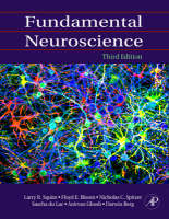 Fundamental Neuroscience - 