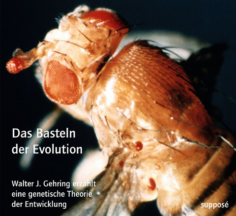 Das Basteln der Evolution - Walter Gehring, Klaus Sander