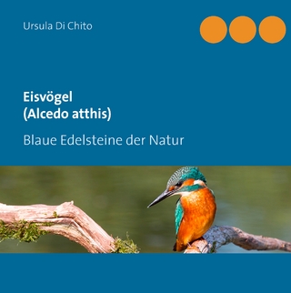 Eisvögel (Alcedo atthis) - Ursula Di Chito