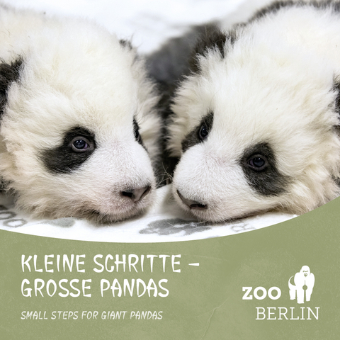 Kleine Schritte - Große Pandas - Zoo Berlin