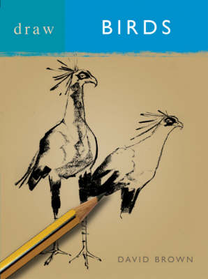Draw Birds -  Brown David Brown