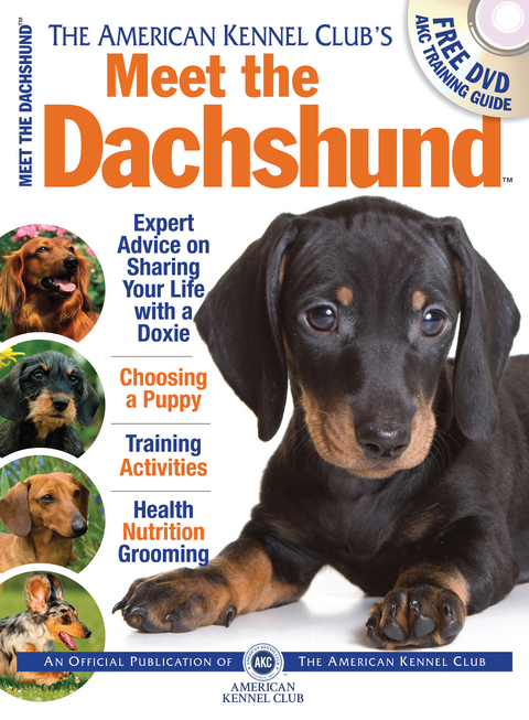 Meet the Dachshund -  American Kennel Club