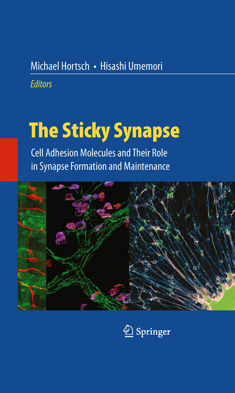 Sticky Synapse - 